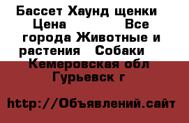 Бассет Хаунд щенки › Цена ­ 20 000 - Все города Животные и растения » Собаки   . Кемеровская обл.,Гурьевск г.